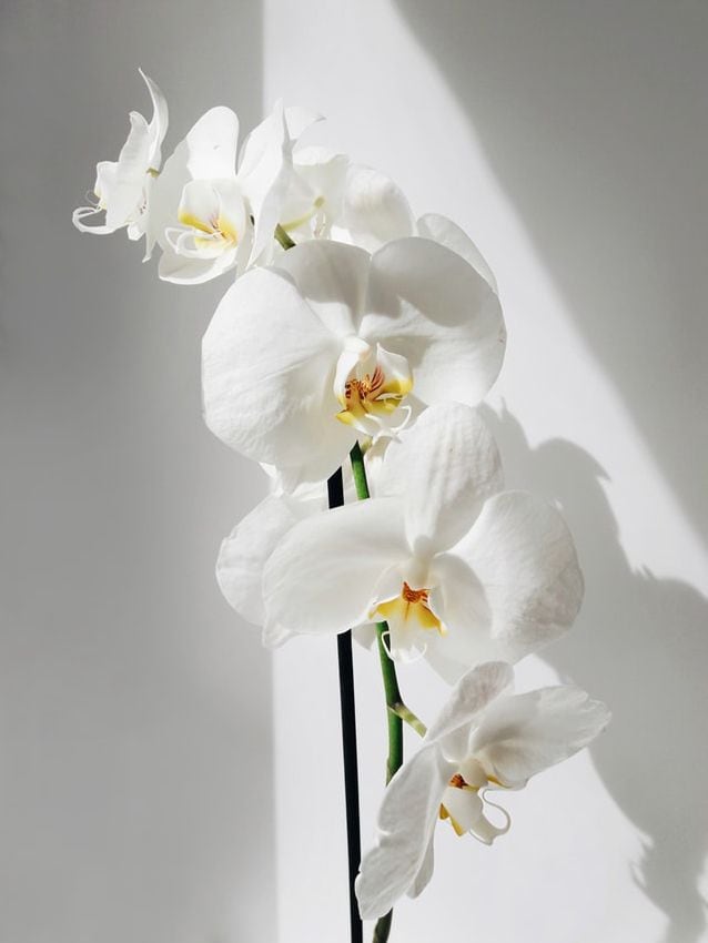 Orquídea florida y hermosa, totalmente sana