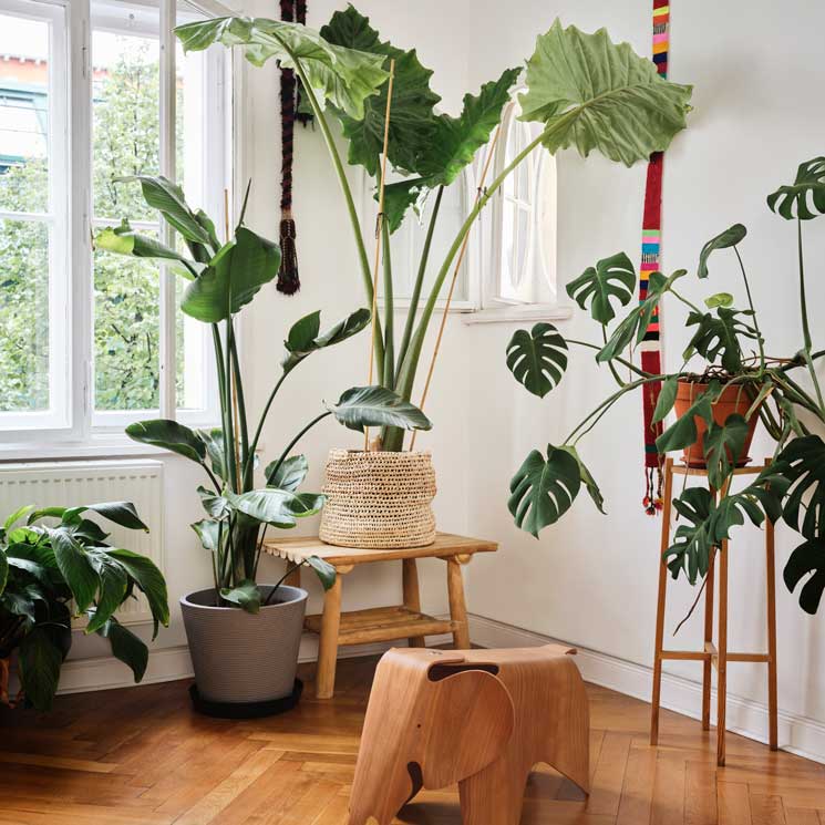 Estas plantas bajan los grados y refrescan tus estancias para que no pases calor este verano