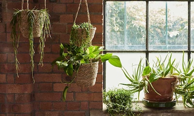 Estas plantas bajan los grados y refrescan tus estancias para que no pases calor este verano