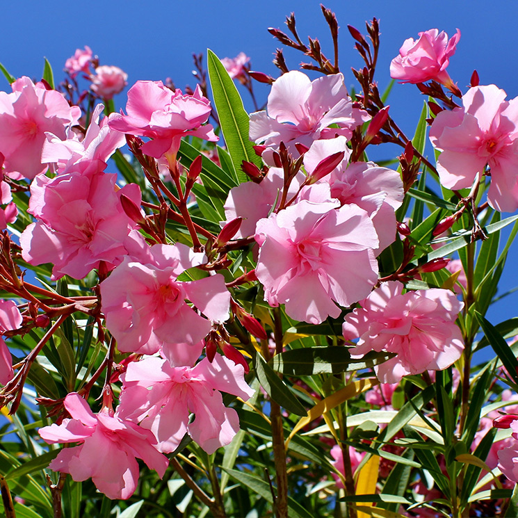 Cómo cultivar las adelfas: una planta arbustiva de exterior que te dará cientos de flores