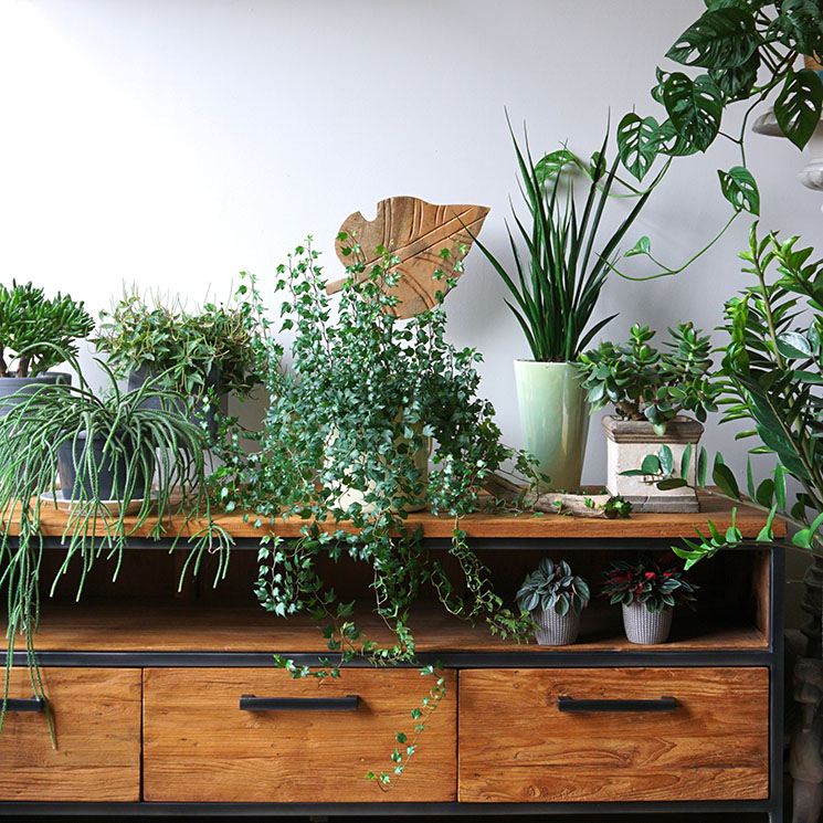 Estas son las plantas de interior más decorativas para tu casa