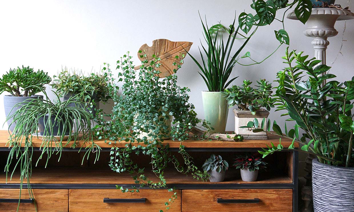 Estas son las plantas de interior más decorativas para tu casa