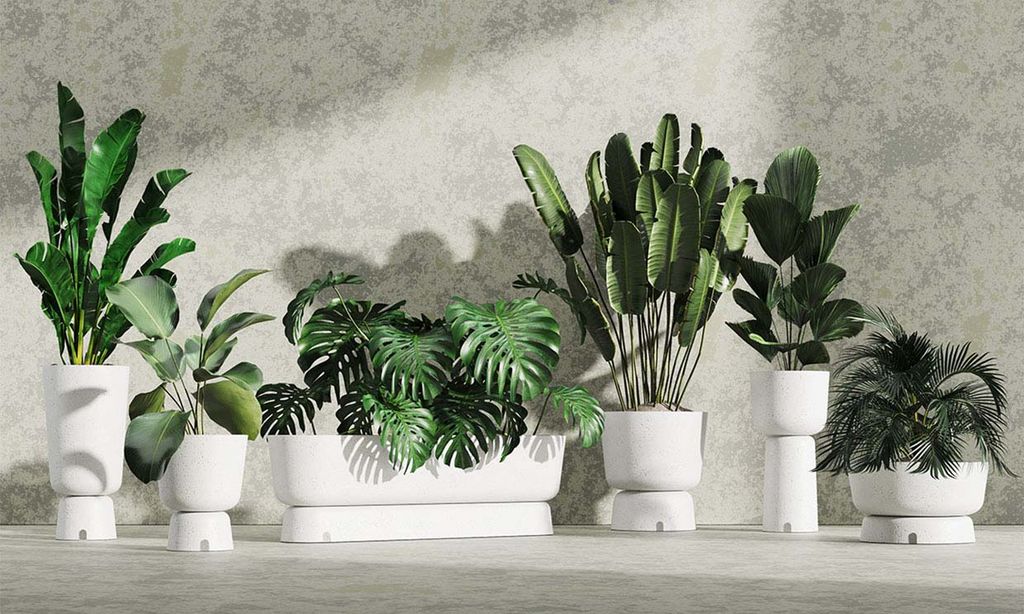 7 Ideas originales para decorar tu casa con plantas