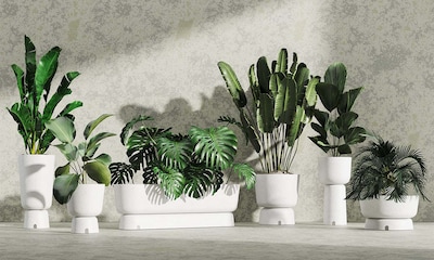 7 Ideas originales para decorar tu casa con plantas