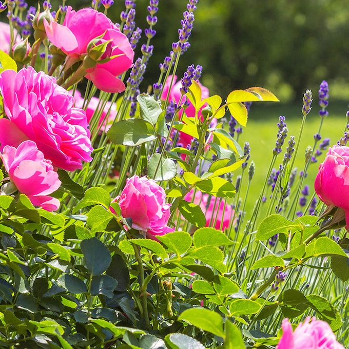 ¿Sabes cómo puedes alargar la floración de tus plantas?