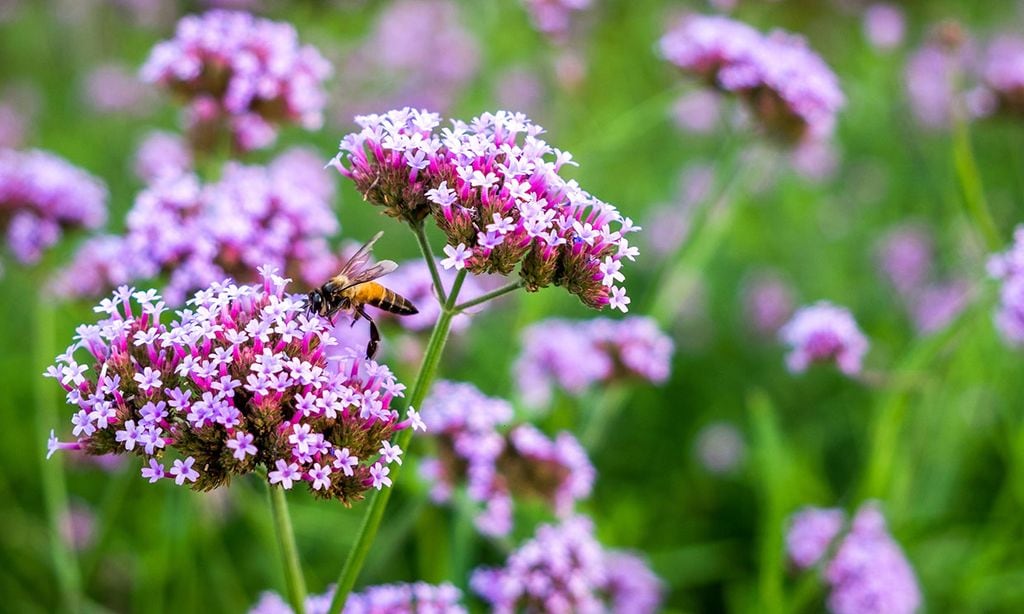 Descubre los cuidados de la verbena púrpura, una planta vivaz de fácil cultivo