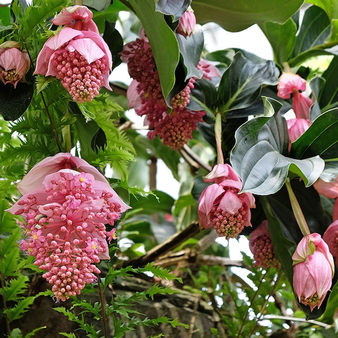 Medinilla, una planta de interior de flores espectaculares