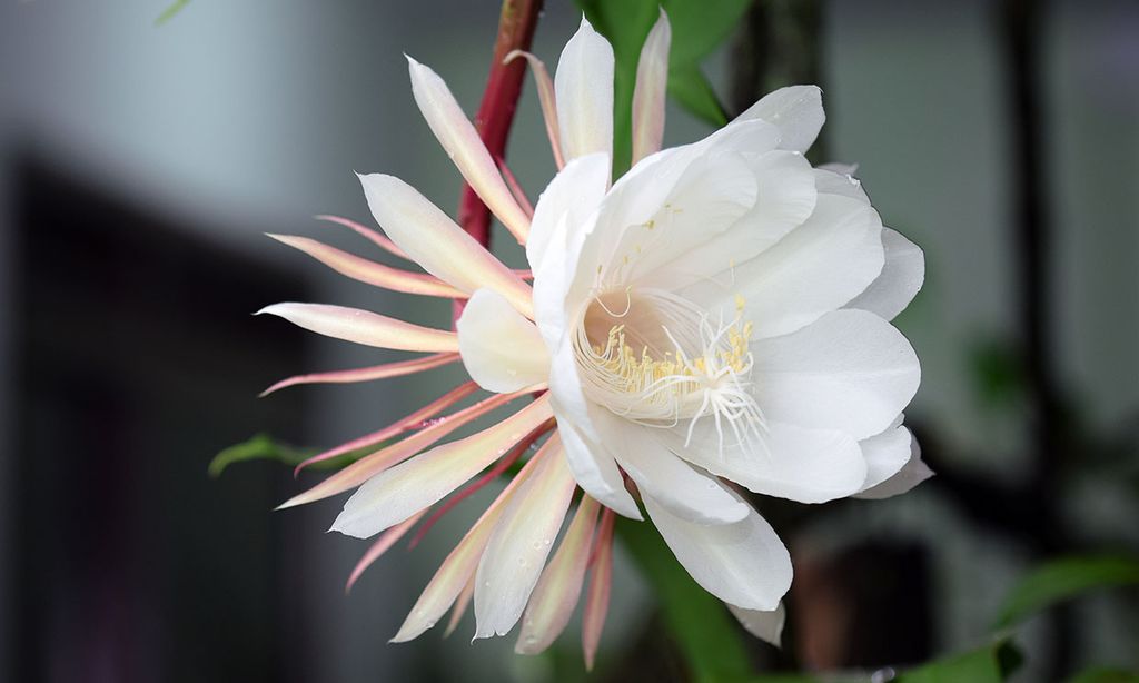 Estos son los cuidados que debes darle al cactus zigzag o 'Epiphyllum anguliger'