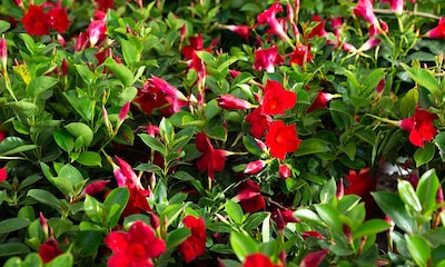 Dipladenia o mandevilla, una planta trepadora con flor para el jardín o el interior