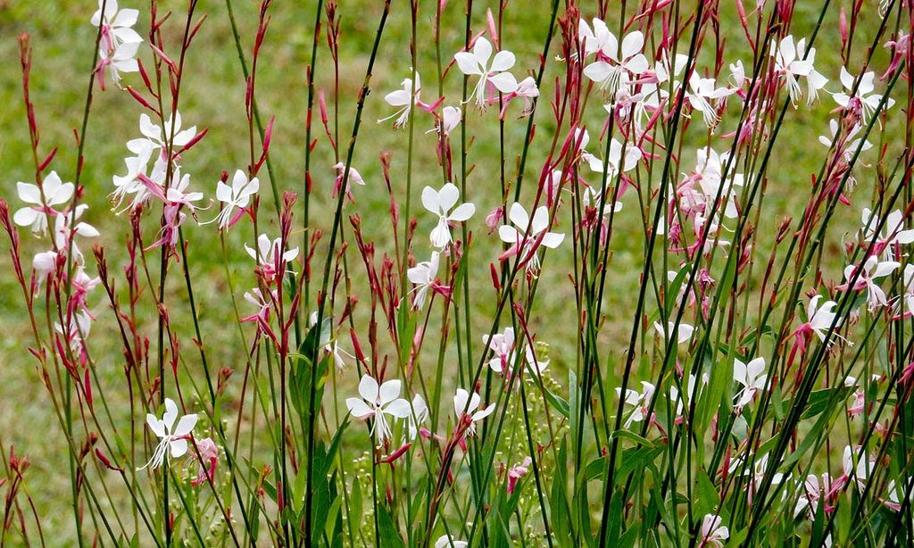 'Gaura lindheimeri', una preciosa planta que dará un toque silvestre a tu jardín