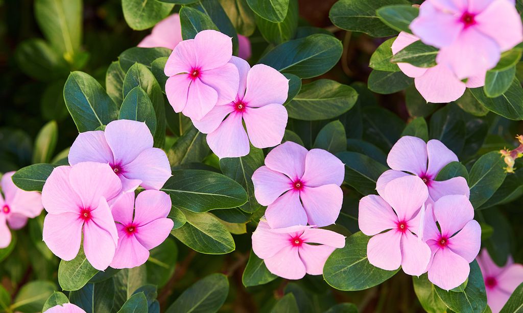 ¿Quieres un jardín con flores espectaculares? Cultiva estas plantas perennes