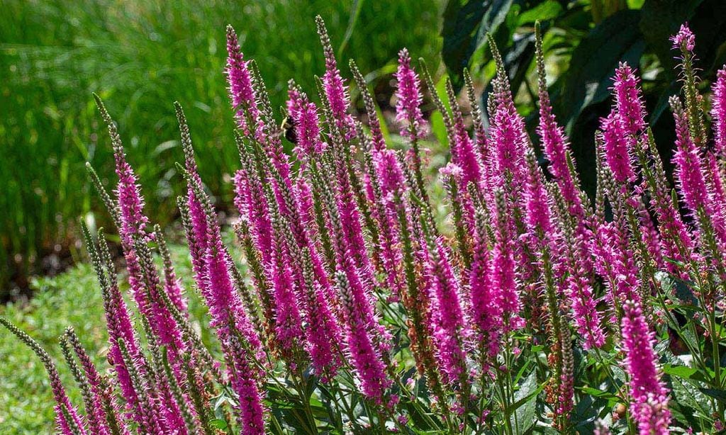 ¿Quieres un arbusto espectacular para tu jardín? Aprende a cultivar verónica