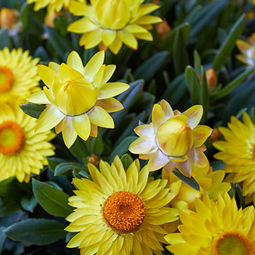 Consejos útiles para cultivar la siempreviva - Foto 1 Consejos útiles para cultivar la siempreviva - Foto 1