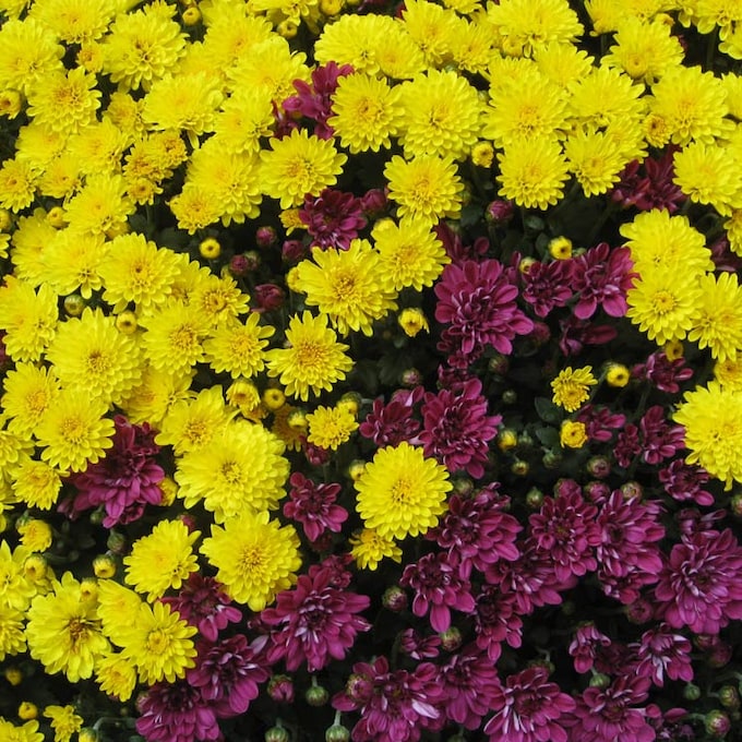 ¿Quieres cultivar plantas de siempreviva? ¡Llenarán tu jardín de color!