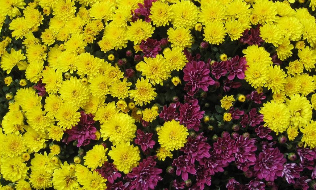 ¿Quieres cultivar plantas de siempreviva? ¡Llenarán tu jardín de color!