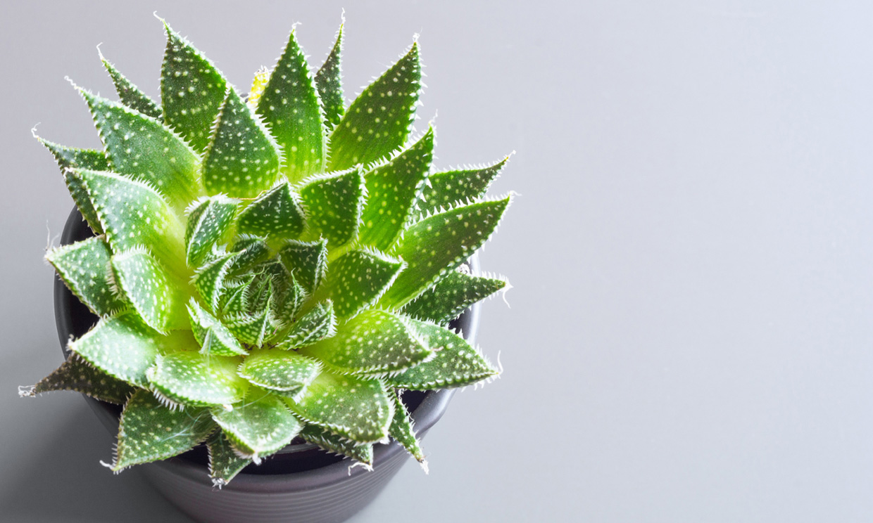 La resistente planta antorcha dará un toque original a la decoración de tu casa
