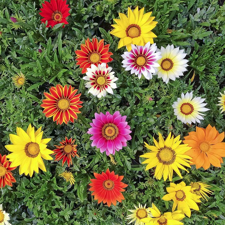 La gazania, una planta de bellísima floración perfecta para climas calurosos