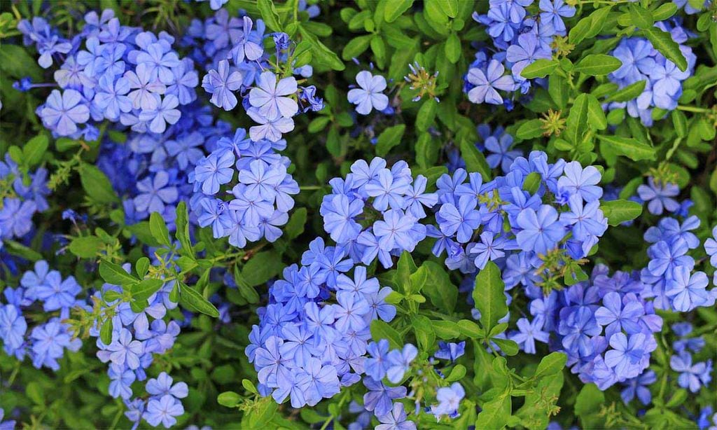 Descubre todos los cuidados que debes darle al plumbago o jazmín azul