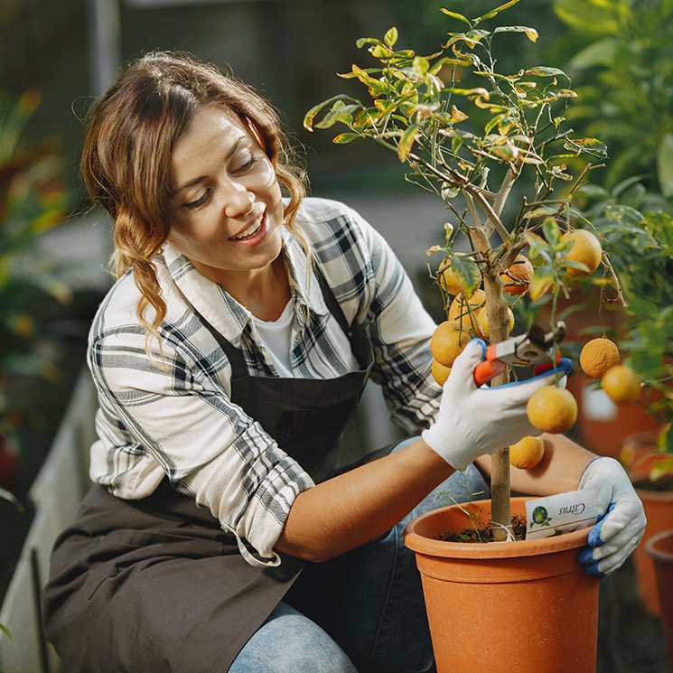 Cómo cuidar los árboles frutales en otoño y mantenerlos sanos