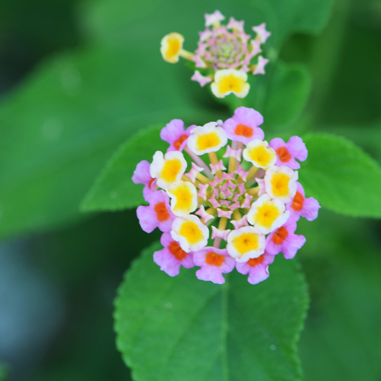 Lantana, un arbusto con una bella floración que se prolonga de primavera hasta finales del otoño