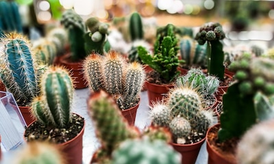 Demasiado riego y otros 9 errores que cometes al cuidar tus cactus