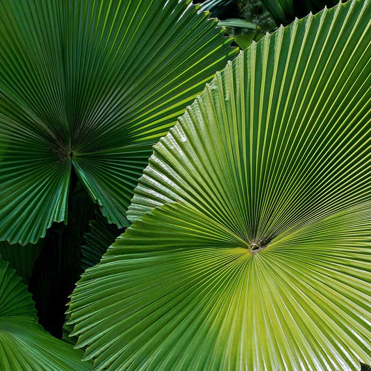 Así se cuida la considerada como la palmera más bella del mundo: 'Licuala grandis'