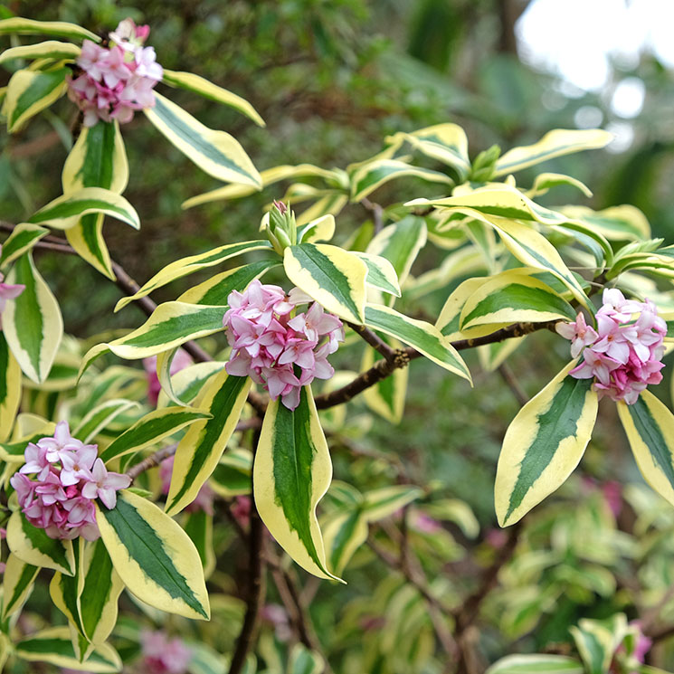 Descubre cómo cultivar la dafne, un arbusto muy bello para el jardín de invierno