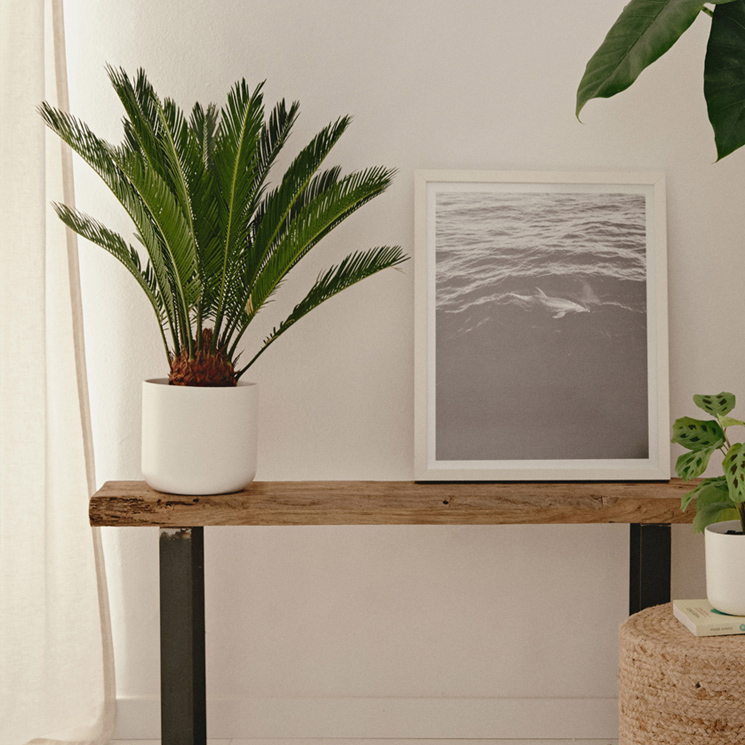 Palma de Sagú, una planta de aspecto inusual ideal para principiantes