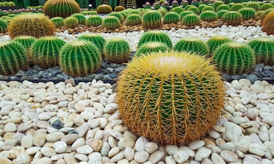 Cactus erizo, el rey de los jardines secos que recuerda al desierto