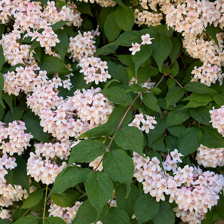 Abelia, un arbusto ornamental perfecto para tu jardín