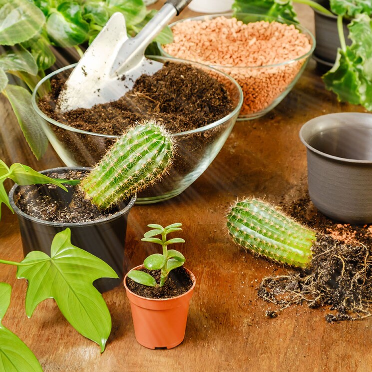 Descubre cómo y cuándo debes trasplantar tus cactus