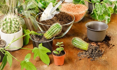 Descubre cómo y cuándo debes trasplantar tus cactus
