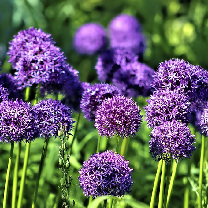 Cuidados del allium ornamental: la flor que necesita tu jardín