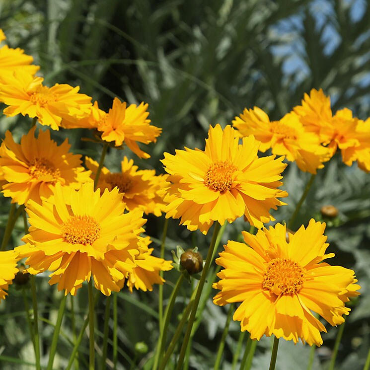 Aprende a cultivar coreopsis y llena tu jardín de color esta primavera