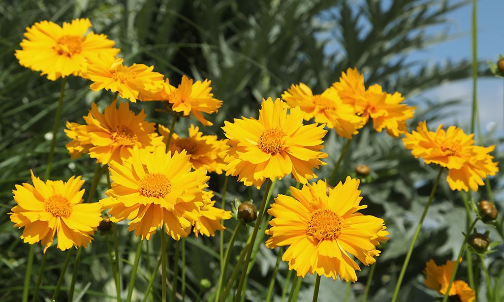 Aprende a cultivar coreopsis y llena tu jardín de color esta primavera