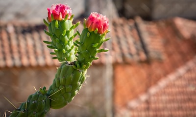 Cómo cuidar el vistoso y resistente 'cactus alfileres de Eva'