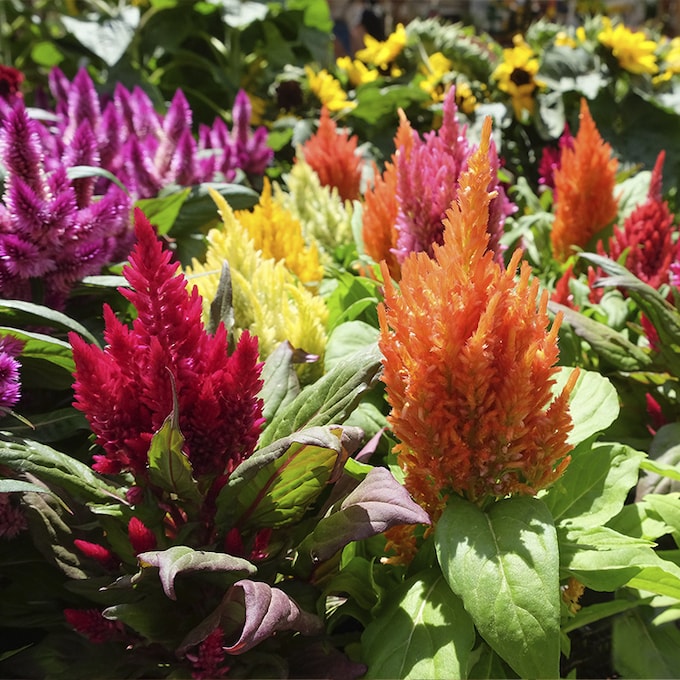 Como cuidar la celosía plumosa: la planta de exterior que llenará de elegancia tu jardín