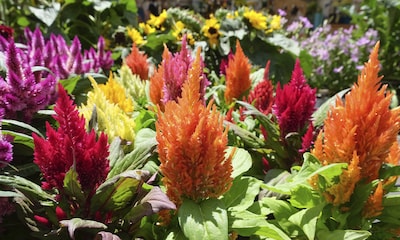 Como cuidar la celosía plumosa: la planta de exterior que llenará de elegancia tu jardín
