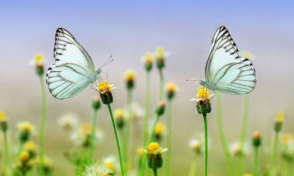 Plantas con flores para atraer a las mariposas y generar biodiversidad en tu jardín