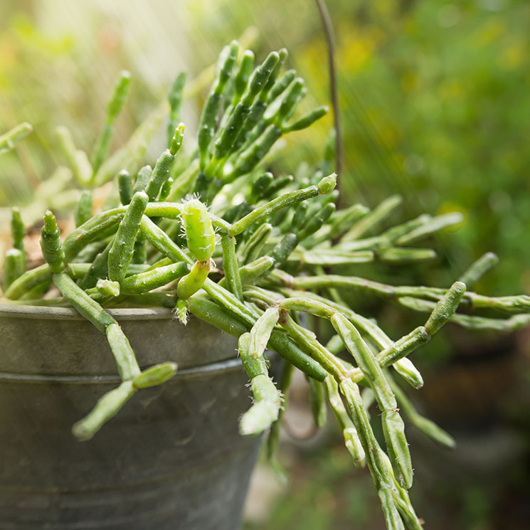 Aprende a cultivar los cactus 'rhipsalis' y pon un toque verde y divertido en casa