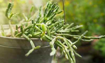 Aprende a cultivar los cactus 'rhipsalis' y pon un toque verde y divertido en casa