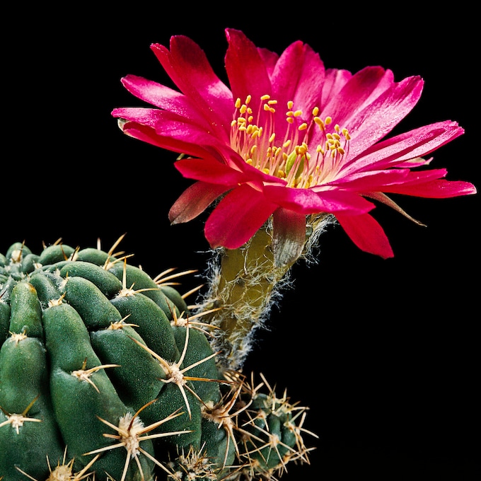 10 errores que debes evitar en el cuidado de tus cactus