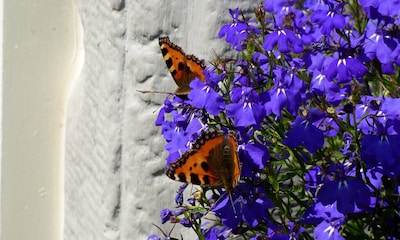 Lobelia, la flor azul que llenará tu jardín de color y una belleza rústica