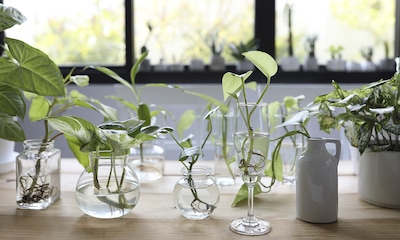 9 plantas que sobreviven solo con agua: la opción ideal para principiantes en la jardinería