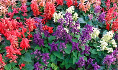 Salvia, una preciosa planta para inundar de colores tu jardín este verano