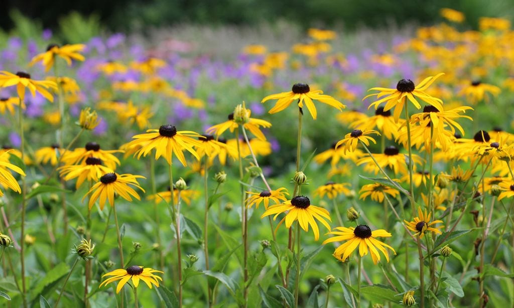 El cultivo de la rudbeckia, una planta de floración estival que alegrará tu jardín en verano