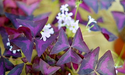 Oxalis o planta mariposa: una planta de rara belleza para cultivar en casa