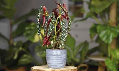 Así se cuida la begonia maculata: la planta más original para decorar tu casa