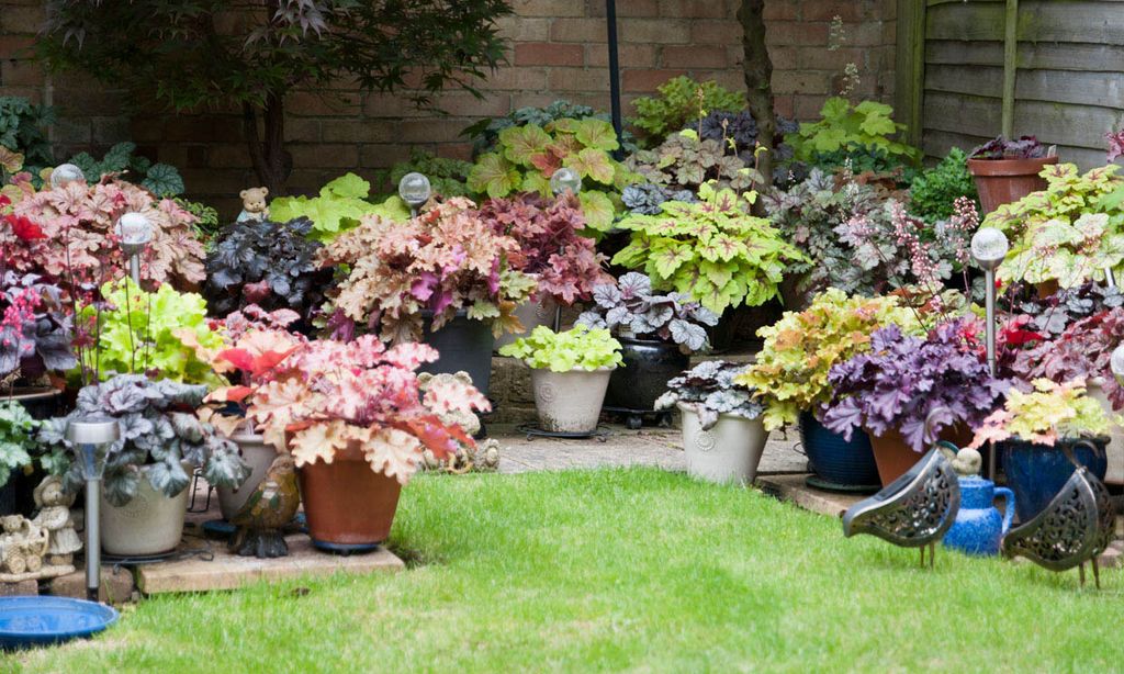 Un despliegue cromático todo el año con las heucheras, unas plantas de follaje espectacular