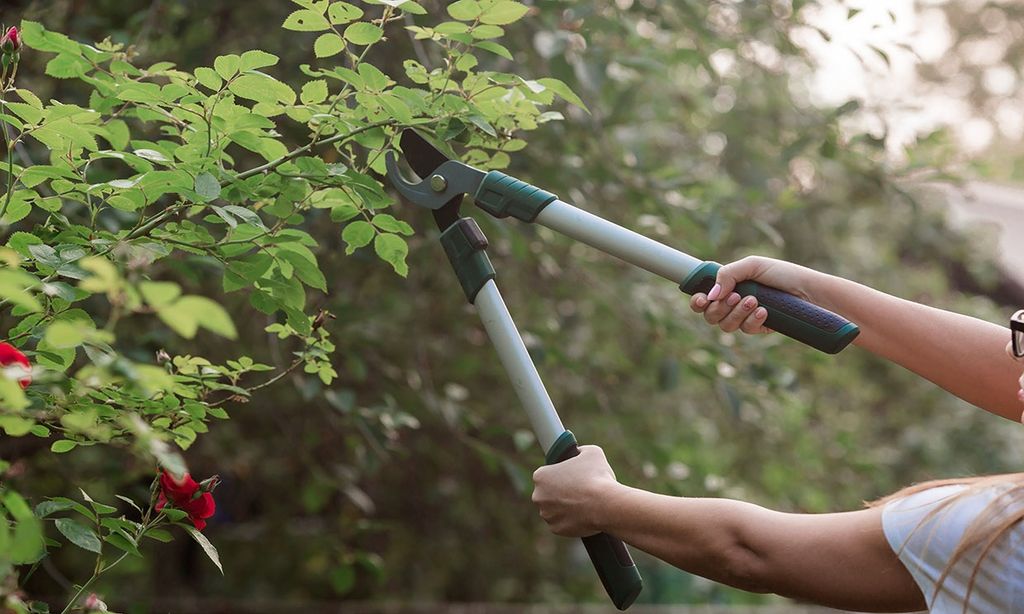 ¿Sabes cómo elegir las herramientas de poda que necesitas para tu jardín?